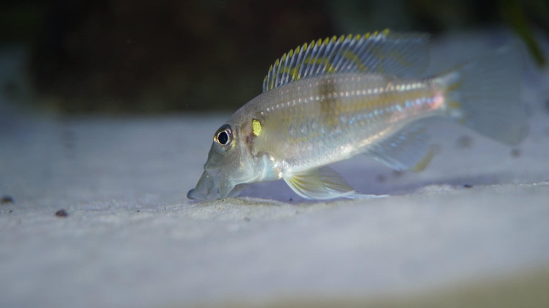 Gnathochromis permaxillaris